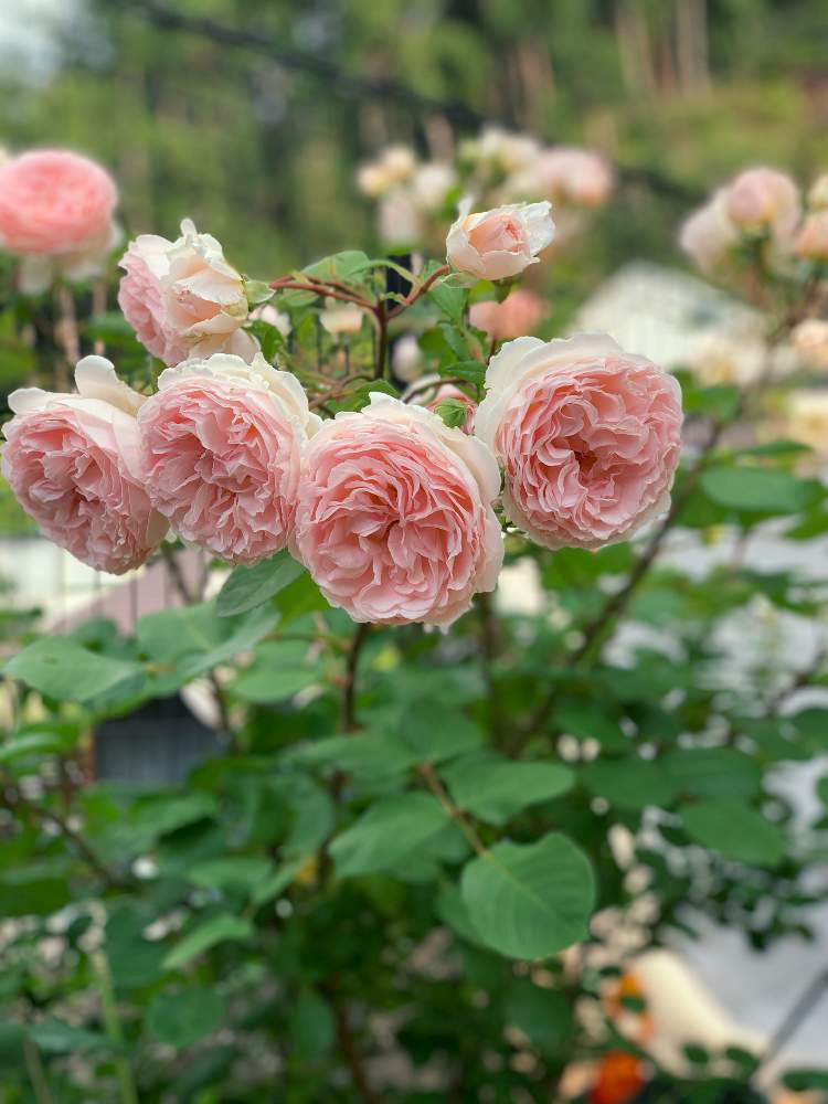 バラの投稿画像 By しろねこさん ありがとう と満開と癒しと花壇と植物とバラ 地植え といい匂いとおうち園芸とシュートと綺麗とガーデニングフェスフォトコンとピンク色の花と可愛いと花のある暮らしとお花とバラ ミニバラ 月5月27日 Greensnap グリーン