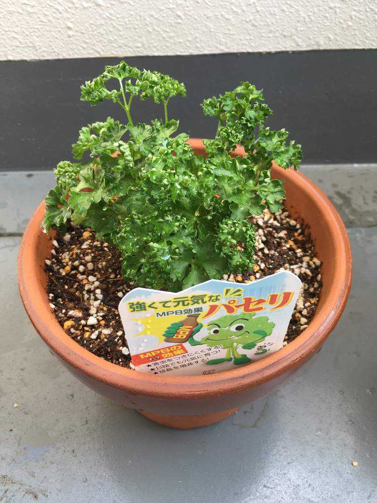 パセリ育て始めました Greensnap グリーンスナップ