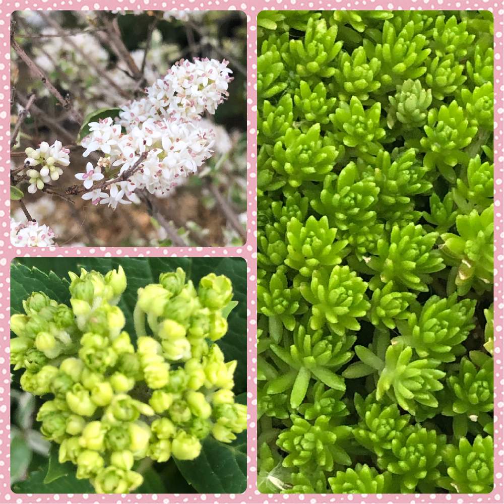 セダムの投稿画像 By Mamanyanさん 紫陽花 ギャラクシーとシルバープリヘッドと花のある暮らしとつぶつぶの日とおうち園芸 月5月28日 Greensnap グリーンスナップ