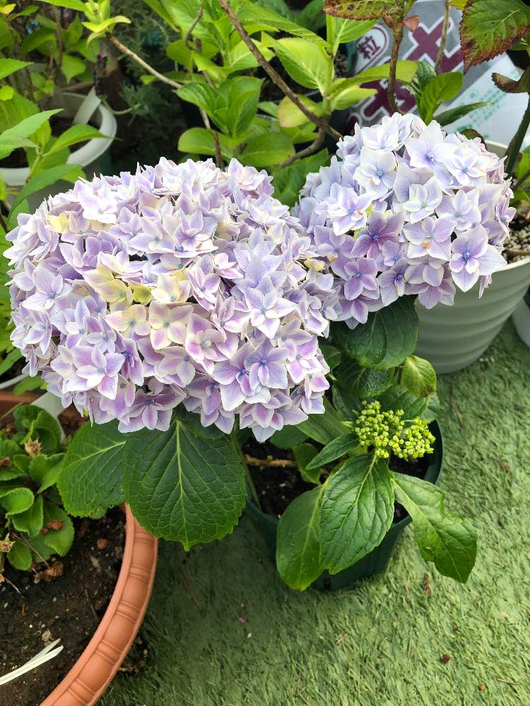 あじさいの万華鏡に似ているの投稿画像 By カンさん 月5月28日 Greensnap グリーンスナップ Greensnap グリーンスナップ