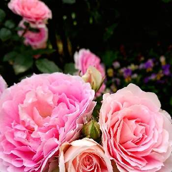 ﾊﾞﾗの庭の画像 by あきこさん | 小さな庭とアミロマンティカとﾊﾞﾗの庭とばら バラ 薔薇と薔薇愛同盟と薔薇に魅せられてとつるバラとナチュラルガーデンとおうち園芸と花のある暮らしと薔薇♪とロザリアン