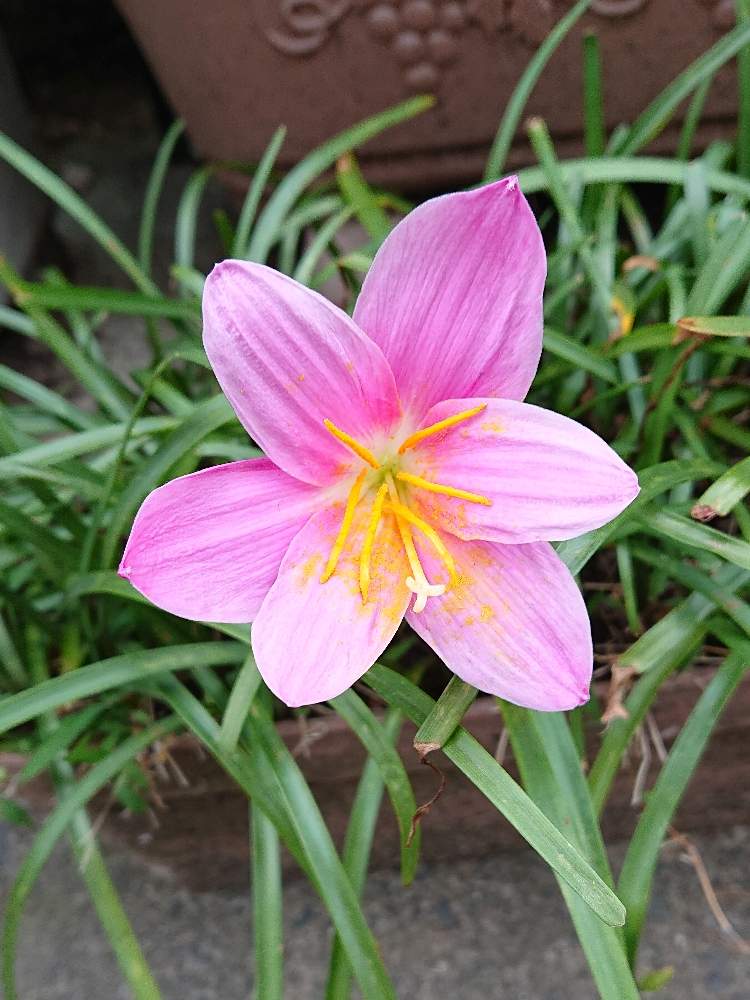 レインリリー ゼフィランサス の投稿画像 By ジュリアーノさん ピンクの花とゼフィランサス とタマスダレ と花のある暮らしとレインリリー 月5月28日 Greensnap グリーンスナップ