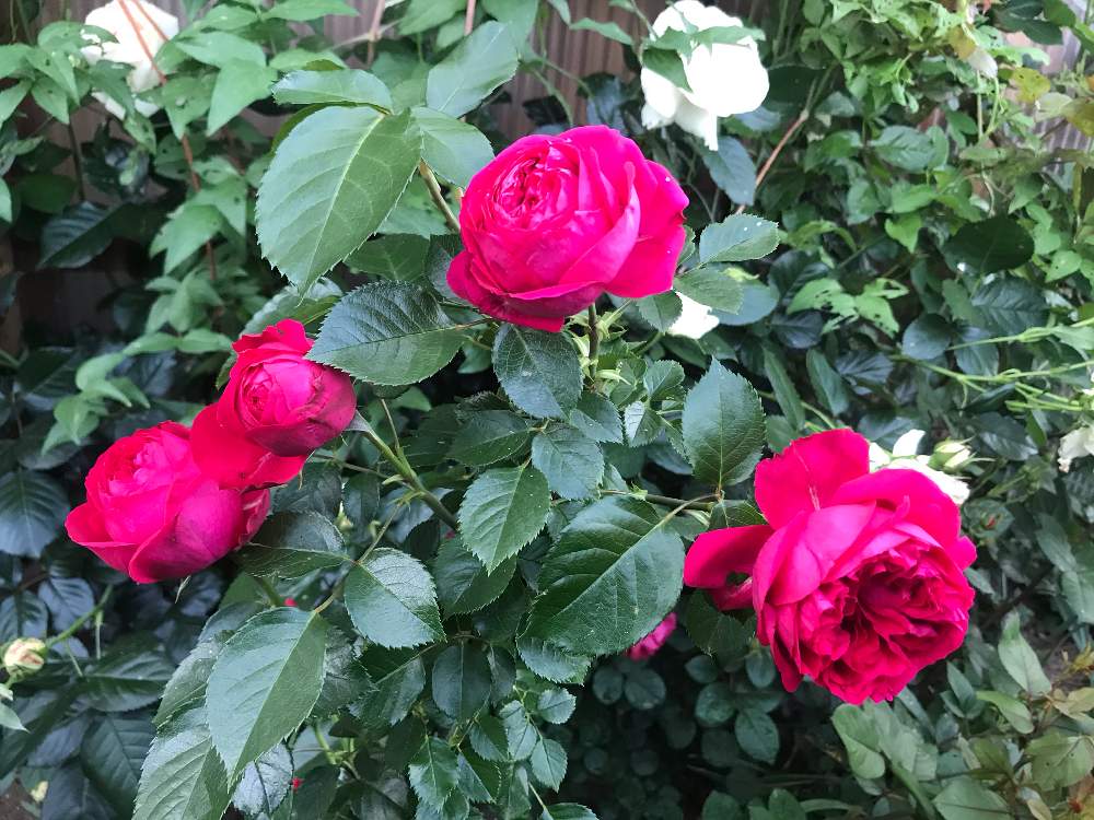 ルージュピエールドゥロンサールの投稿画像 By ゆみじんさん ばら バラ 薔薇とずくだせ信州と薔薇に魅せられてとおうち園芸とバラと夢clubと花のある暮らしとスマホで撮影とgsアダルトチームとバラ ミニバラ 月5月28日 Greensnap グリーンスナップ