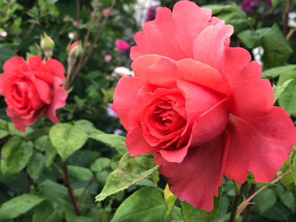 バラ 厳島の投稿画像 By Vogel さん 小さな庭とばら バラ 薔薇と広島バラ園と田頭数蔵とチーム石川とばら バラ 薔薇と広島バラ園と田頭数蔵とチーム石川 月5月28日 Greensnap グリーンスナップ Greensnap グリーンスナップ