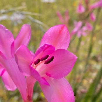 ワトソニアの花の画像 by ヒーちゃんさん | お出かけ先とワトソニアの花と可憐な花とピンクの花と誕生花と花言葉と今日はなんの日