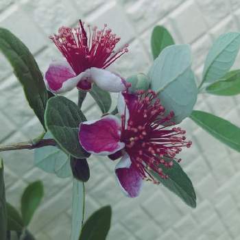 エキゾチックな花の投稿画像一覧 Greensnap グリーンスナップ