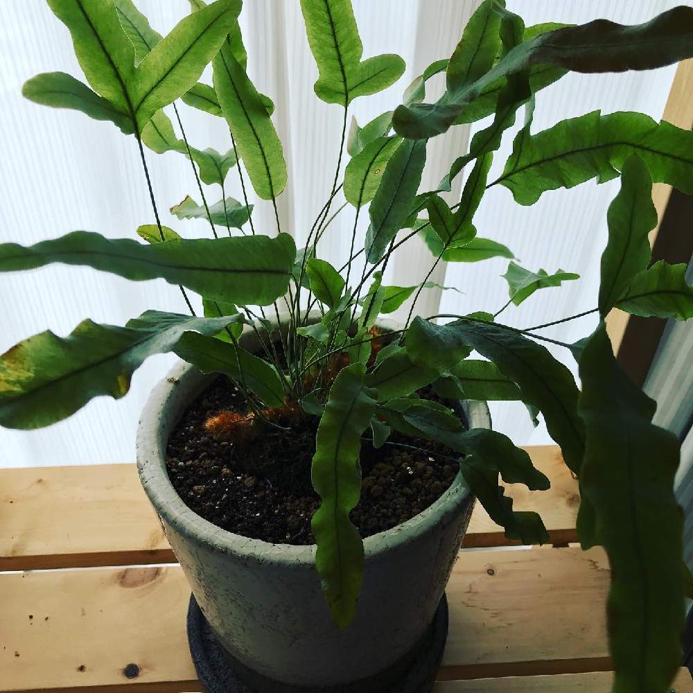 鉢植えの投稿画像 By サマーさん フレボディウム ブルースター とフレポディウム 月5月28日 Greensnap グリーンスナップ