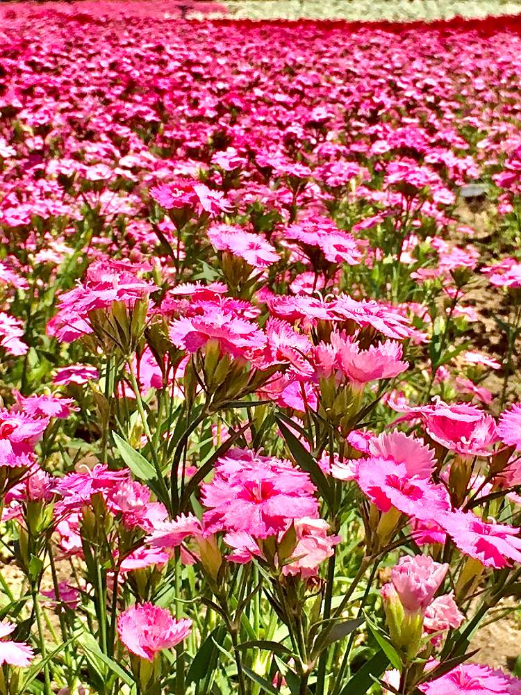 ナデシコの投稿画像 By Magicalさん 花壇と旅行先と5月と風景となばなの里と花畑 月5月28日 Greensnap グリーンスナップ