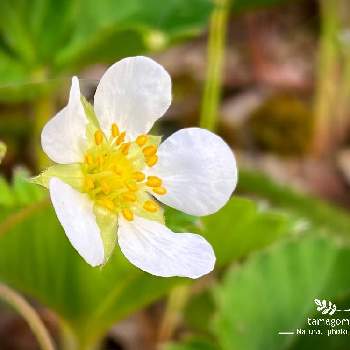 苺の花 の投稿画像一覧 Greensnap グリーンスナップ