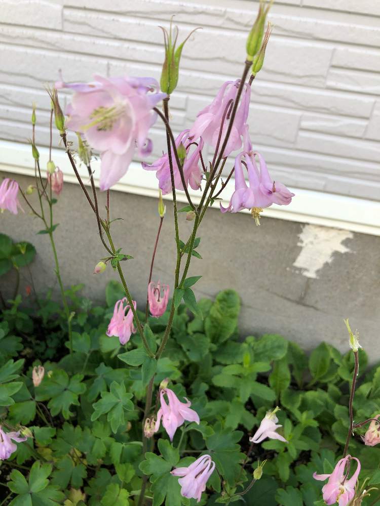 オダマキの投稿画像 By ハメドさん 道端徘徊同盟とピンクの花と道端の草花と雑草と花のある暮らしとお散歩と道端の植物 月5月28日 Greensnap グリーンスナップ