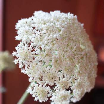 ノラニンジンの画像 by momoさん | ノラニンジンの白い花と原っぱといつもありがとう♡とノラニンジンとしぞーか勢と綺麗と素敵な出会いに感謝と野菜の花と毎日楽しくとリフレッシュして！元気になる！花飾りフォトコンテスト