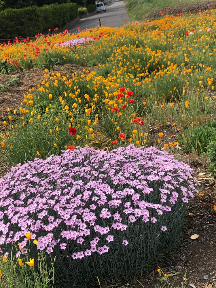 ローダンセダム の投稿画像 By ポヨポヨさん ポピー 月5月28日 Greensnap グリーンスナップ