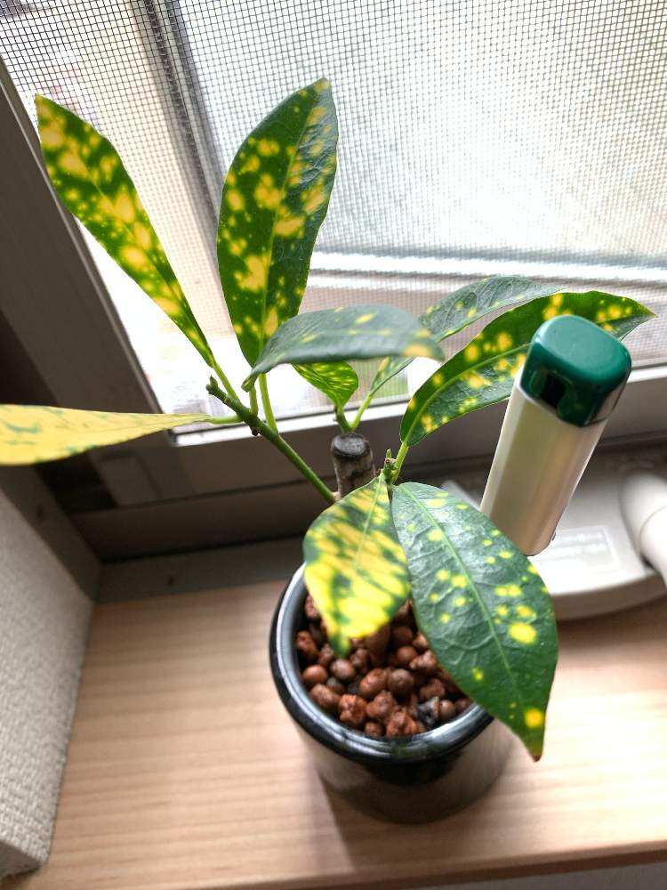 クロトン Greensnap グリーンスナップ