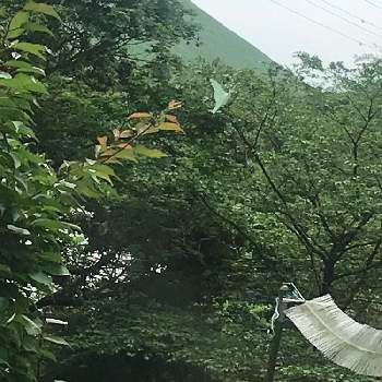 オオミズアオ 蛾の投稿画像一覧 Greensnap グリーンスナップ