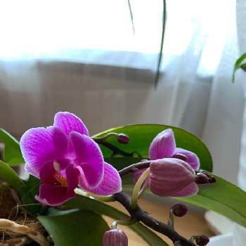 シーナズリンゴピコの投稿画像一覧 Greensnap グリーンスナップ