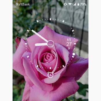 薔薇シャルル・ド・ゴールの画像 by BLANKAさん | テラスと鮮やかなとローズと壁紙祭りと壁紙祭り2020初夏とおうち園芸と薔薇シャルル・ド・ゴールと花のある暮らしと薔薇♪