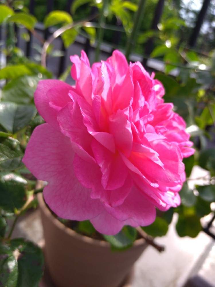 バラの投稿画像 By リオさん ジャスミーナと千葉県とピンクの花とつるバラとおうち園芸と花のある暮らし 月5月28日 Greensnap グリーンスナップ