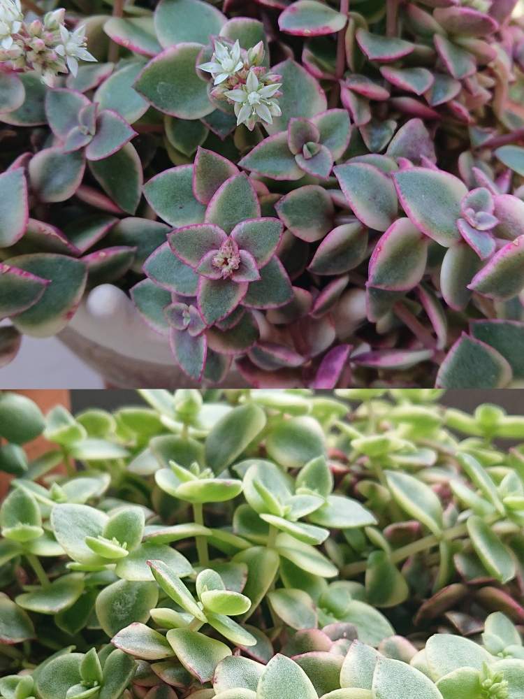 ペルシダの投稿画像 By Smileさん 多肉植物と花が咲いたと紅葉する多肉と多肉女子と癒し とピンクの縁取りと白い花と花のある暮らしと緑のある暮らしとおうち園芸 月5月28日 Greensnap グリーンスナップ