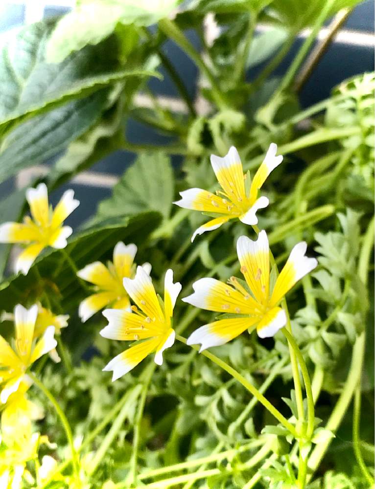 リムナンテスの投稿画像 By にかさん ポーチドエッグプランツとバルコニー ベランダとリムナンテス とおうち園芸とポーチドエッグプラントとリムナンテス とおうち園芸とポーチドエッグプラント 月5月28日 Greensnap グリーンスナップ Greensnap