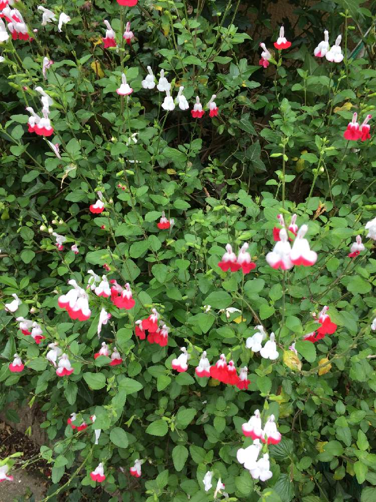 チェリーセージレッドリップスの投稿画像 By Dolceさん 月5月28日 Greensnap グリーンスナップ