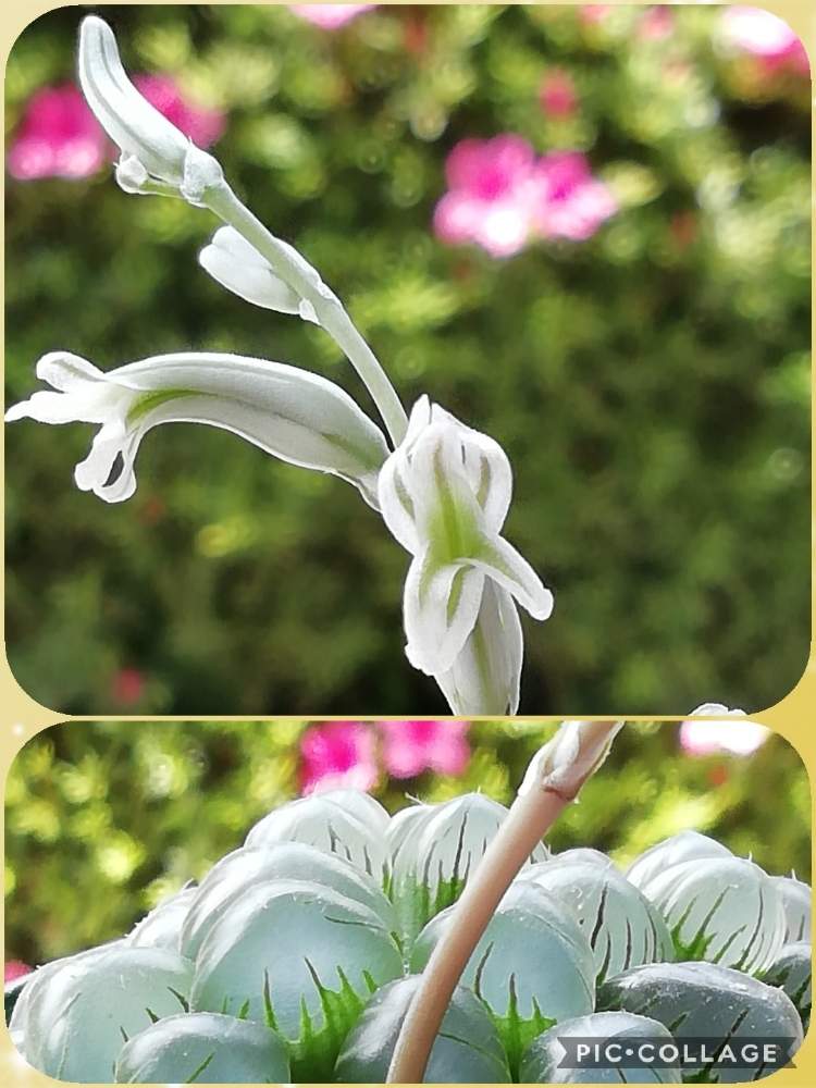 多肉植物の投稿画像 By ことみさん 花のある暮らしと記録用とオブツーサの花 月5月28日 Greensnap グリーンスナップ