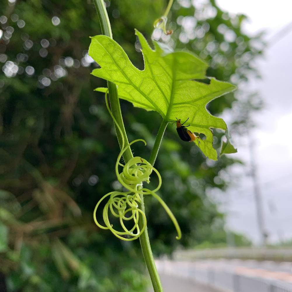 自然の投稿画像 By Hapico さん 葉っぱとてんとうむし発見 とつる性植物とお散歩写真とみどりとくるくるとお散歩とつる性と朝のお散歩にてと自然が好き 月5月28日 Greensnap グリーンスナップ