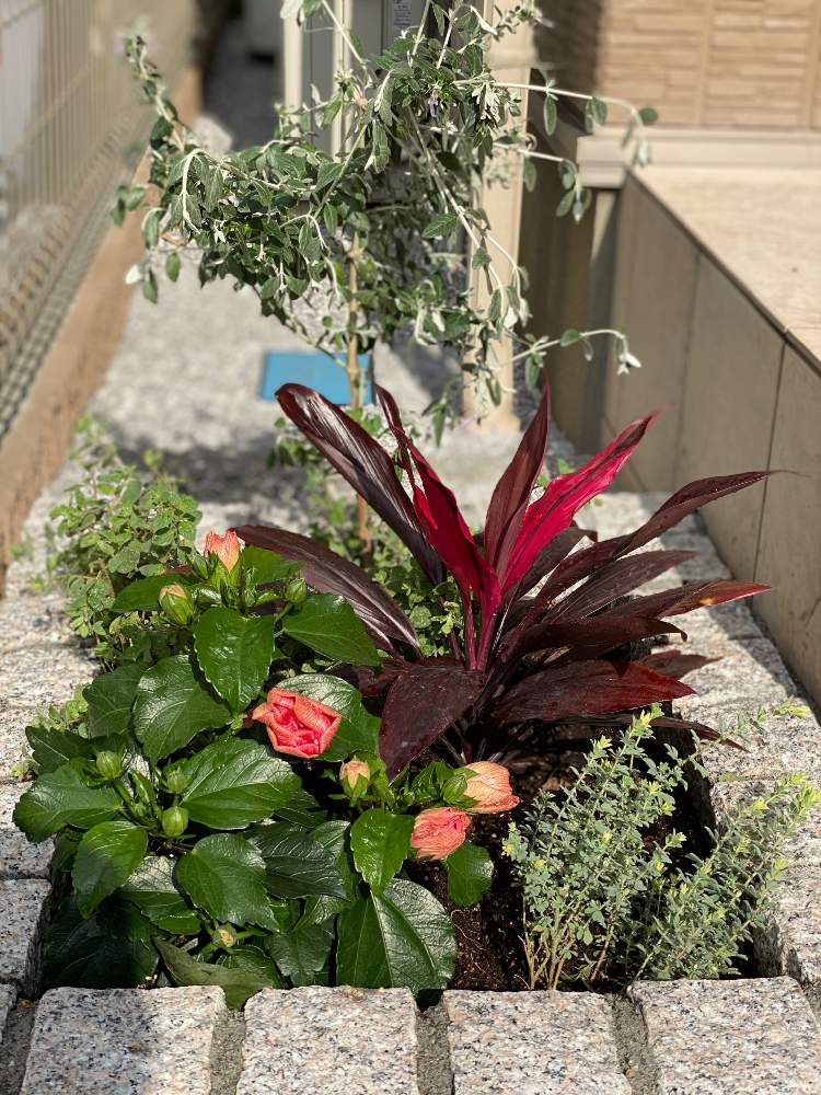 コルジリネの投稿画像 By Ayuminさん オレガノ ネオンライトとハイビスカス アドニス ダブルピンクと相談 月5月28日 Greensnap グリーンスナップ