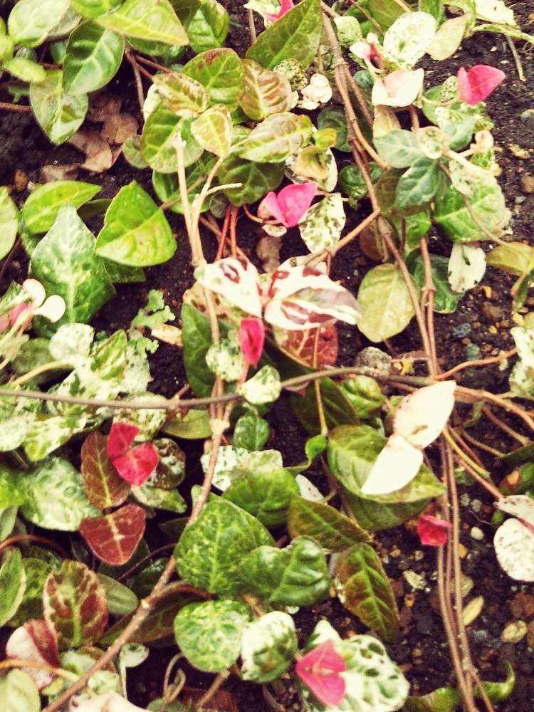 ハツユキカズラの投稿画像 By Ki Yoさん いただきものとおうち園芸とつる性植物と庭 にわ 庭 にわ 庭と花のある暮らしと地植え 月5月28日 Greensnap グリーンスナップ