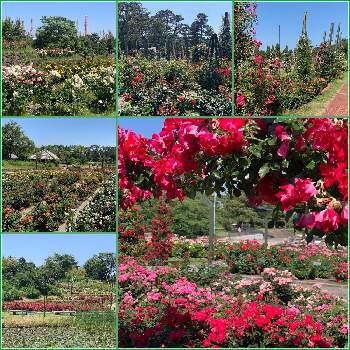 堺市浜寺公園バラ園の投稿画像一覧 Greensnap グリーンスナップ