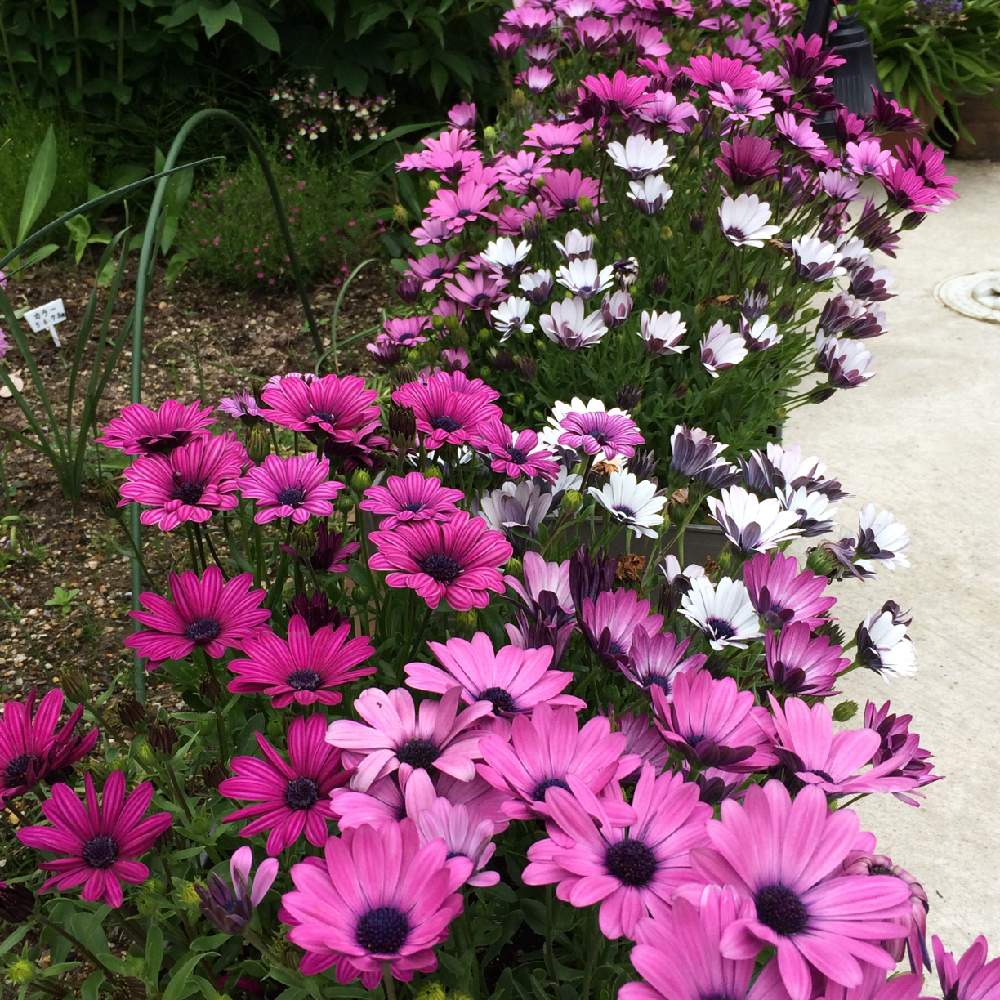 オスペオステルマムの投稿画像 By Hiroko さん 宿根 多年草と宿根 多年草 月5月28日 Greensnap グリーンスナップ Greensnap グリーンスナップ