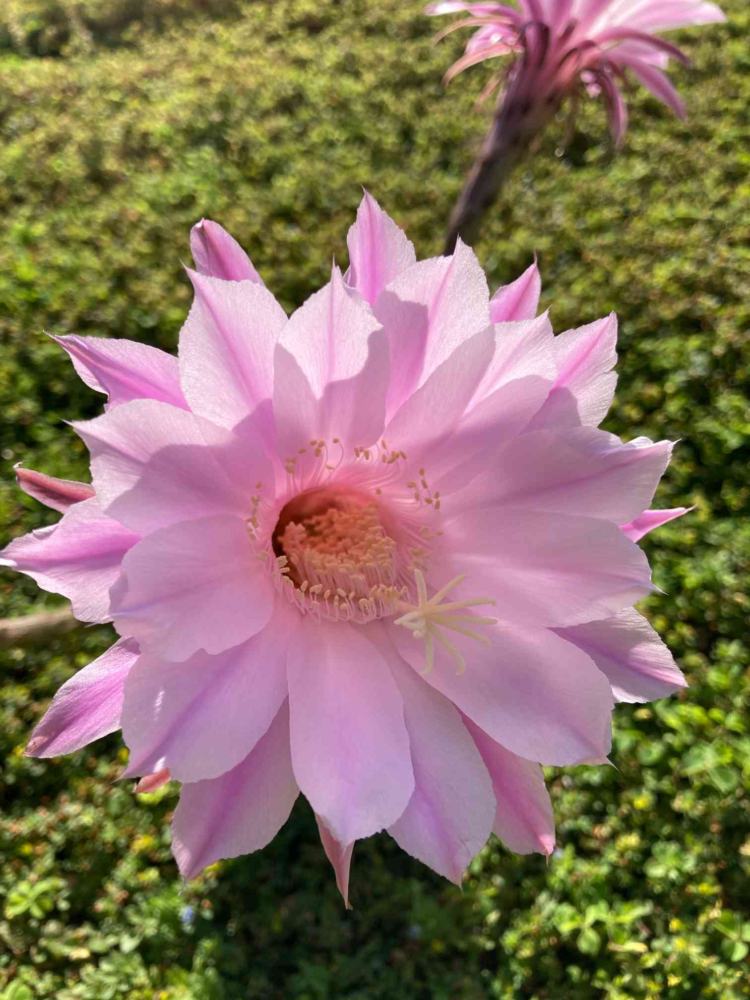 bellavita.品他の方❌です！ 花サボテン、長盛丸、花盛丸、短毛丸 bellavita.様専用品他の方❌です！ 花サボテン、長盛丸、花盛丸