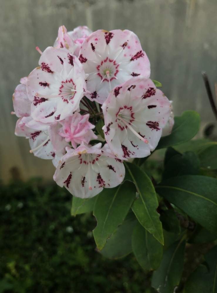 カルミアの投稿画像 By あーちゃんさん 月5月28日 Greensnap グリーンスナップ