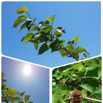 くわのみの投稿画像一覧 Greensnap グリーンスナップ