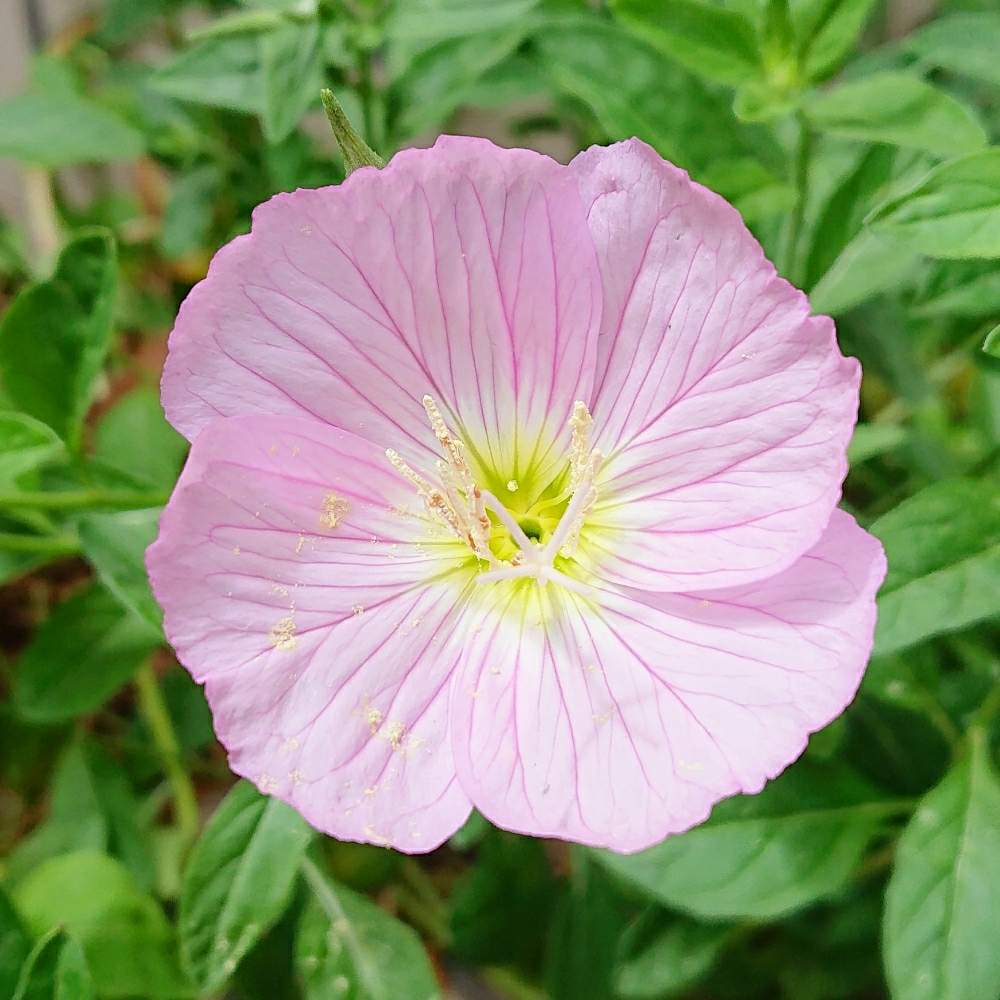 ヒルザキツキミソウの投稿画像 By Maiさん モモイロヒルザキツキミソウとお出かけ先 月5月28日 Greensnap グリーンスナップ Greensnap グリーンスナップ ヒルザキツキミソウの投稿画像 By Maiさん モモイロヒルザキツキミソウとお出かけ先 月5月28日 Greensnap グリーンスナップ Greensnap グリーンスナップ