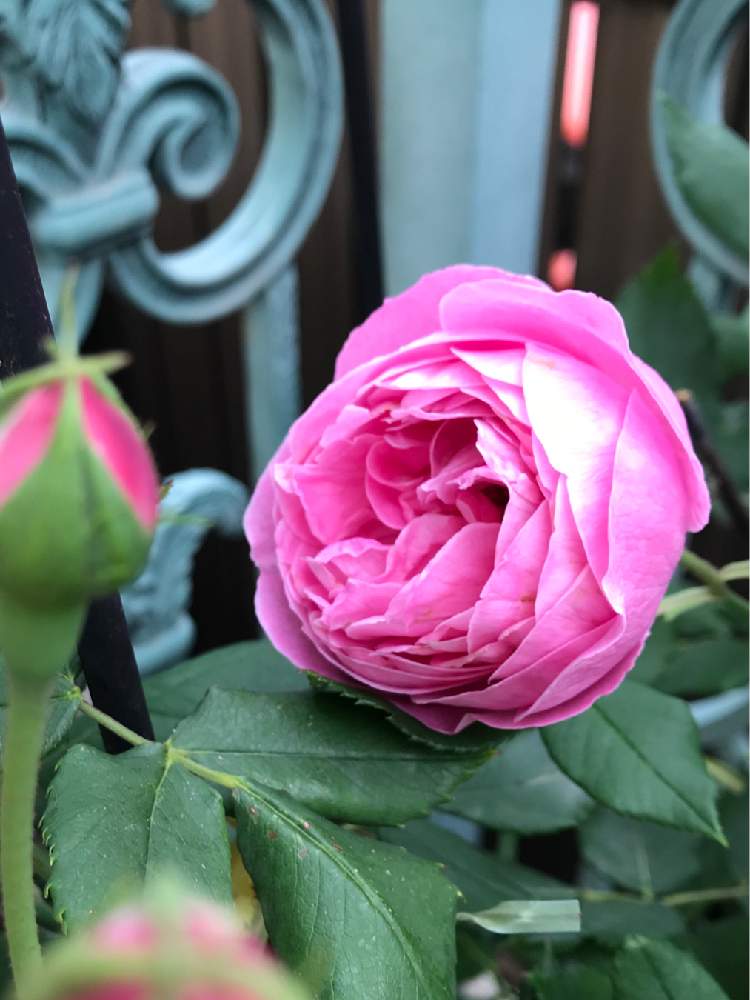 ラレーヌビクトリア Greensnap グリーンスナップ