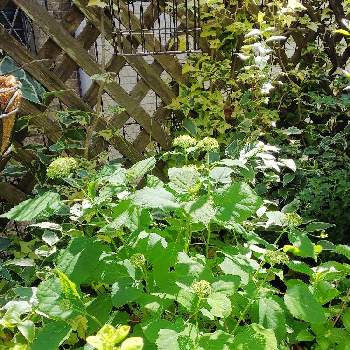 オレガノマルゲリータの画像 by クッキーさん | 小さな庭と紫陽花・アナベル♡と小さな花壇とオレガノマルゲリータとおうち園芸と花のある暮らしと小さなお庭と可愛いね♡