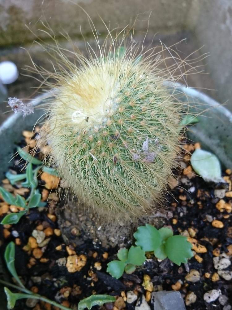 三日月ネックレスの投稿画像 By カヲルさんさん 子宝草とサボテンと金晃丸 きんこうまる とおうち園芸 月5月28日 Greensnap グリーンスナップ