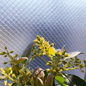 アボカドの花の投稿画像一覧 Greensnap グリーンスナップ アボカドの花の投稿画像一覧 Greensnap グリーンスナップ