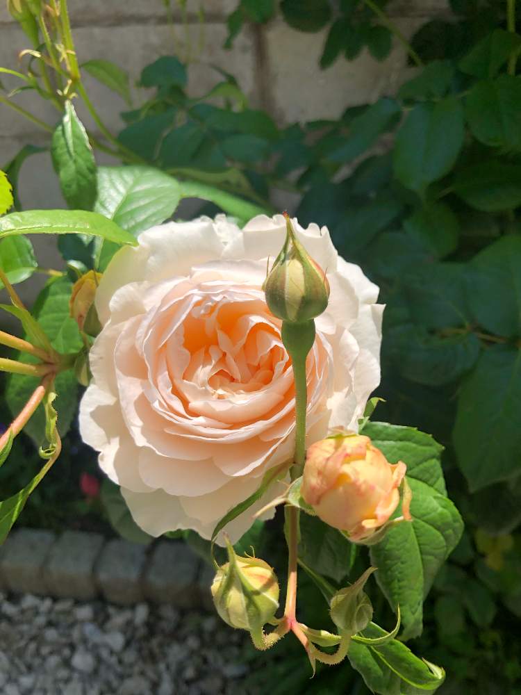 バラ イングリッシュローズ ウィンダミアの投稿画像 By 薔薇が好きな猫村さん 月5月28日 Greensnap グリーンスナップ