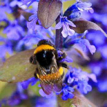 花と蜂の画像 by ジロやんさん | 小さな庭と花と蜂と庭の花