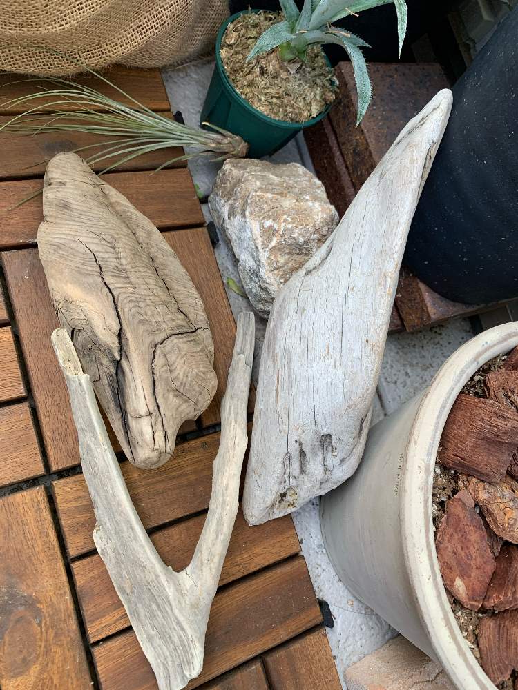 流木での投稿画像 By 蟹江うぇす子 36 さん バルコニー ベランダとベランダガーデニングと狭いベランダとベランダガーデンとおうち園芸と ガーデニング初心者と花のある暮らしとベランダガーデニングと狭いベランダとベランダガーデンとおうち園芸とガーデニング初心者