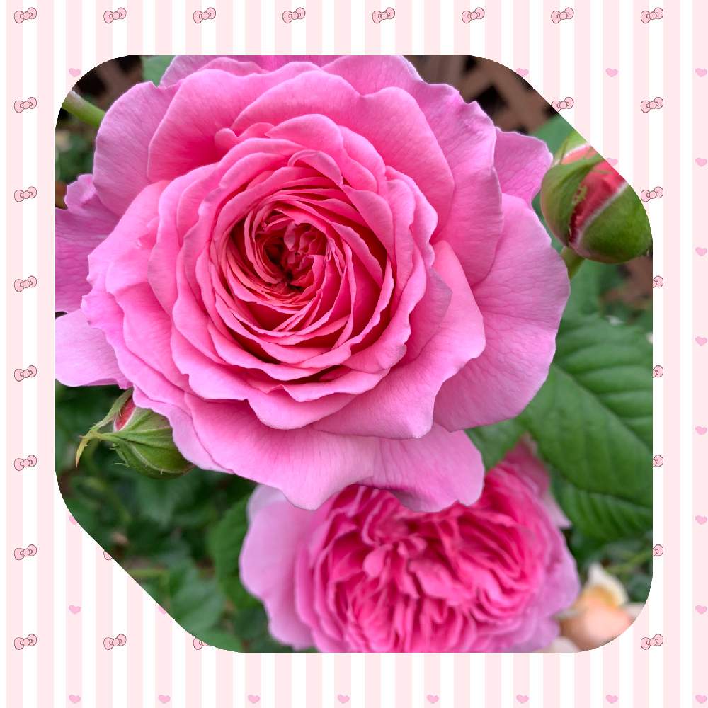 可愛いお花の投稿画像 By Kuuちゃんさん 可愛い とバラのある暮らしと好きな色 とばら好きです とプリンセス アレキサンドラ オブ ケント と嬉しいなあ と鉢植えのバラ と花のある暮らし 月5月28日 Greensnap グリーンスナップ