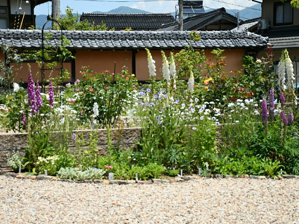 花壇の宿根草の投稿画像 By Naokichiさん 一眼レフとマイガーデンとおうち園芸と庭造りとイングリッシュガーデンと宿根草 とガーデニングと花のある暮らしと薔薇 と種蒔き 月5月28日 Greensnap グリーンスナップ