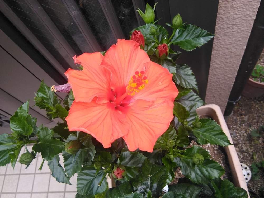 ハイビスカスの投稿画像 By Kaorinさん なつと我が家の花壇と我が家の庭とハワイと花のある暮らし 月5月28日 Greensnap グリーンスナップ