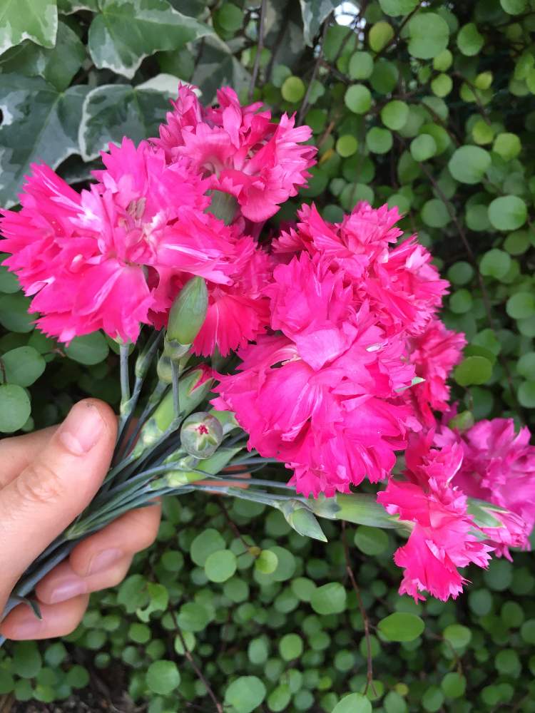 クローブピンクの投稿画像 By Herbさん ハーブの有る暮らしとおうちdeハーブとハーブ収穫と香りある暮らしと花のある暮らし 月5月28日 Greensnap グリーンスナップ