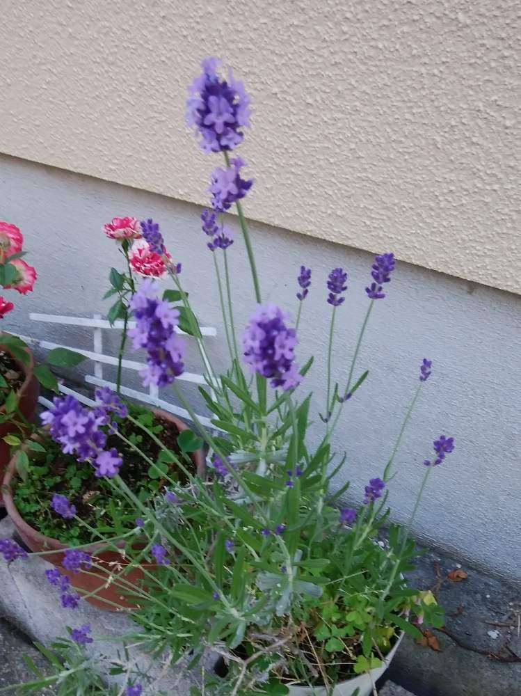 ラベンダーの投稿画像 By たまゆらさん 月5月28日 Greensnap グリーンスナップ