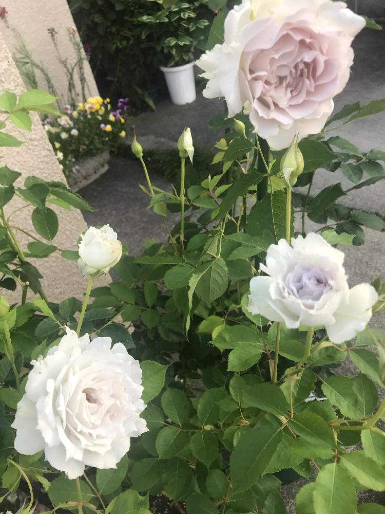 ガブリエルの投稿画像 By Hiro 151e さん バラ サフィレットとスマホ撮影とばら バラ 薔薇とおきにいりとお庭の植物と河本バラ 園と河本ローズと おうち園芸と花のある暮らしと我が家のベッピンさんとバラ愛同盟と河本純子 月5月28日 Greensnap グリーンスナップ