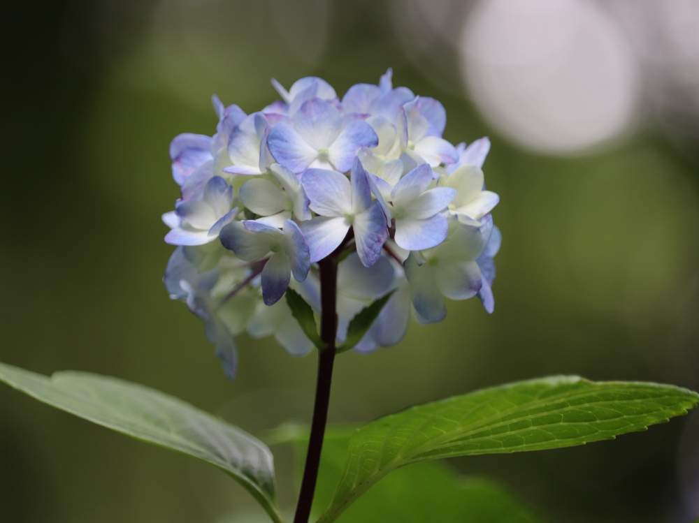 黒軸紫陽花の投稿画像 By キャプテンさん 六義園ととにかく花が好きと花に恋してと花の写真撮るのが好きと花のある暮らし 月5月28日 Greensnap グリーンスナップ