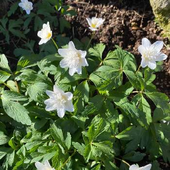 八重咲きイチゲの投稿画像一覧 Greensnap グリーンスナップ