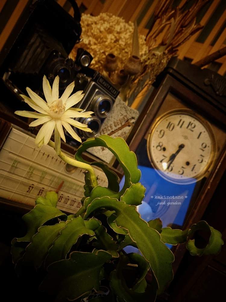 エピフィルム グアテマレンシスの投稿画像 By ｶｷﾉﾀﾈ さん 玄関と癒される とjunkとおうち園芸とおうちで飾るお花 とtanitenさん古道具とおうちで飾る花と大好き と古道具と可愛い と癒される とjunkとおうち園芸とおうちで飾るお花 とtanitenさん古道具とおうち